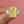 Louily Yellow Sapphire Three Stone Radiant Cut Engagement Ring In Sterling Silver